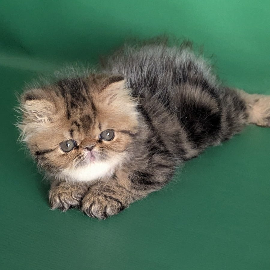Tiara Persian female, black tabby