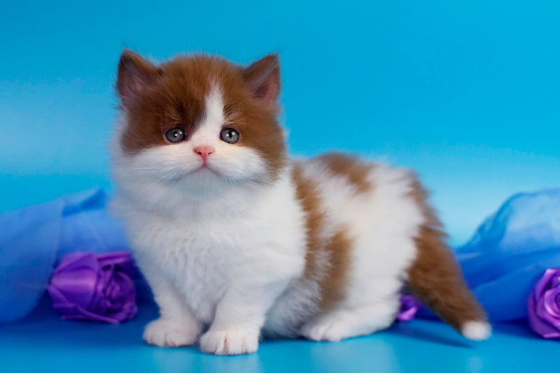 Vanessa British Longhair female cinnamon bicolour - live animals