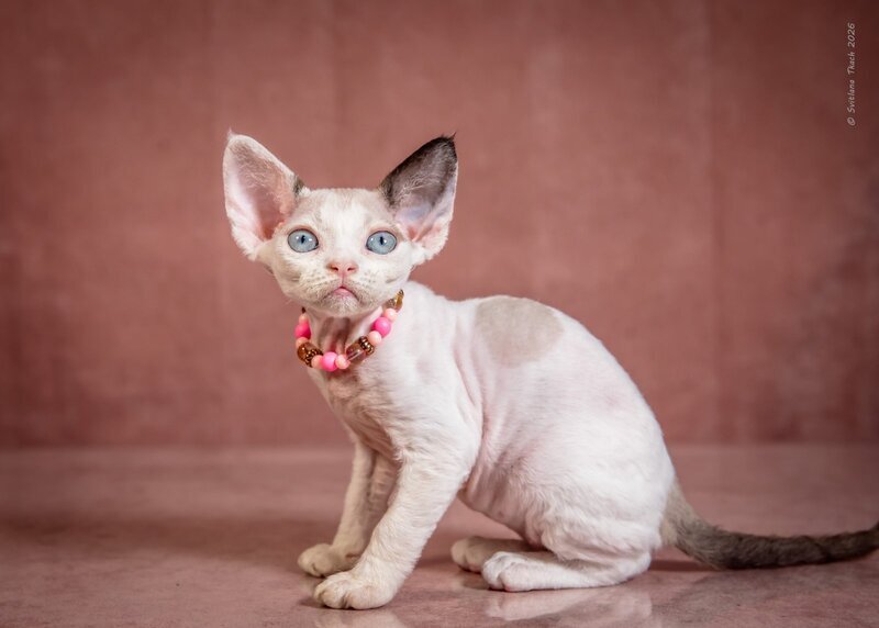 Luna Devon Rex female, black van pointed