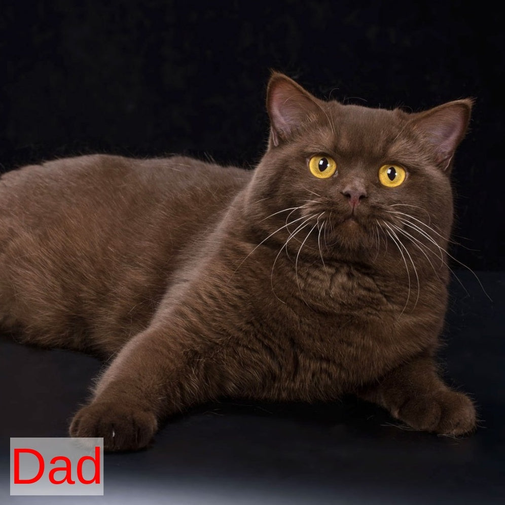 Maestro British Shorthair male, red