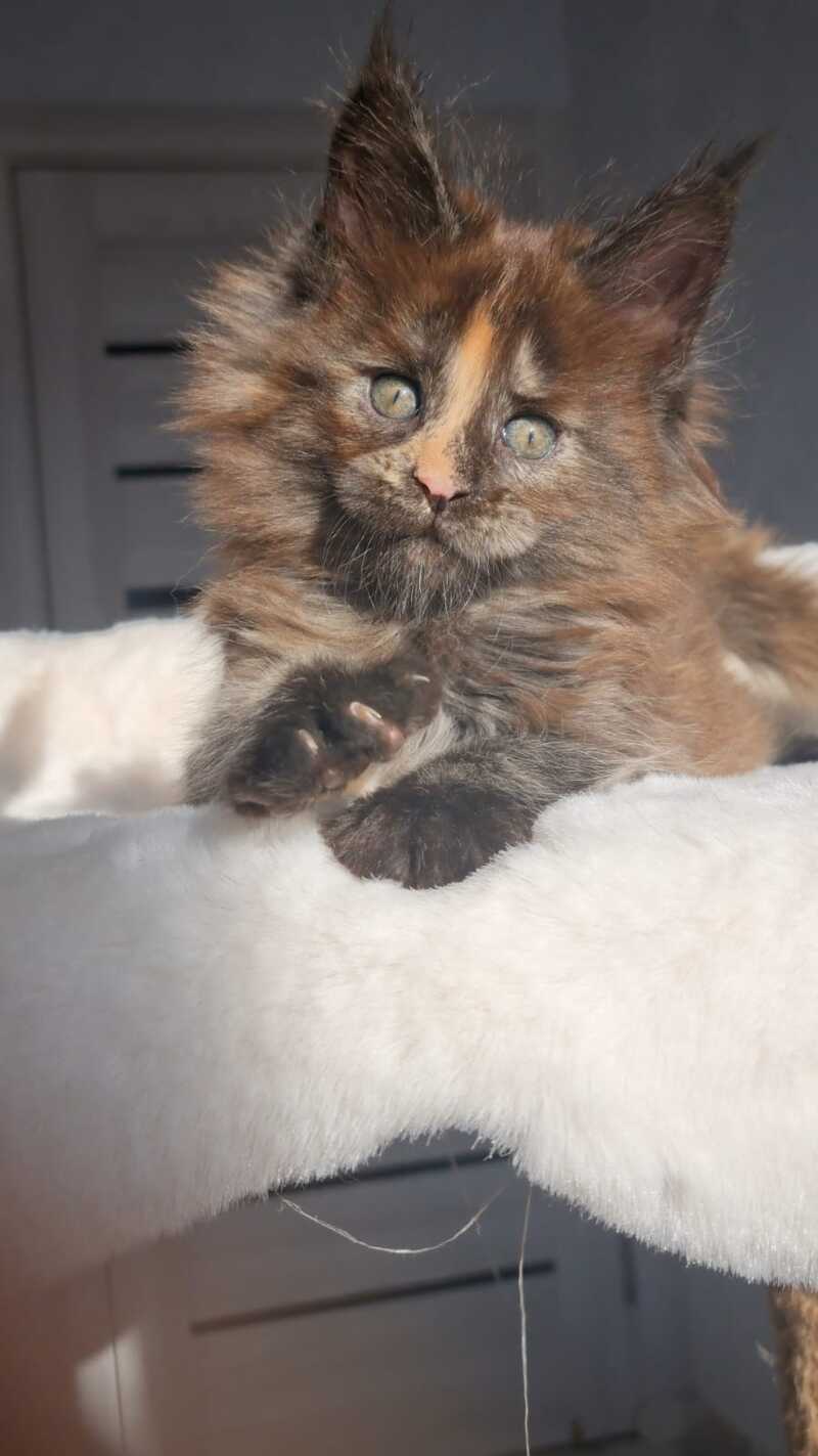 Koketka Maine Coon female black tortie live animals