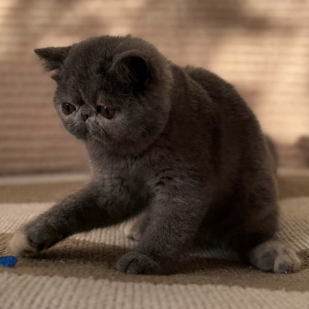 Koko Chanel Exotic female, blue tortie