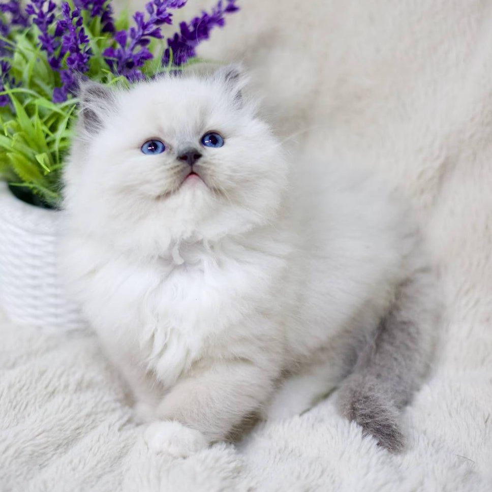 Rolex Ragdoll male, blue mitted