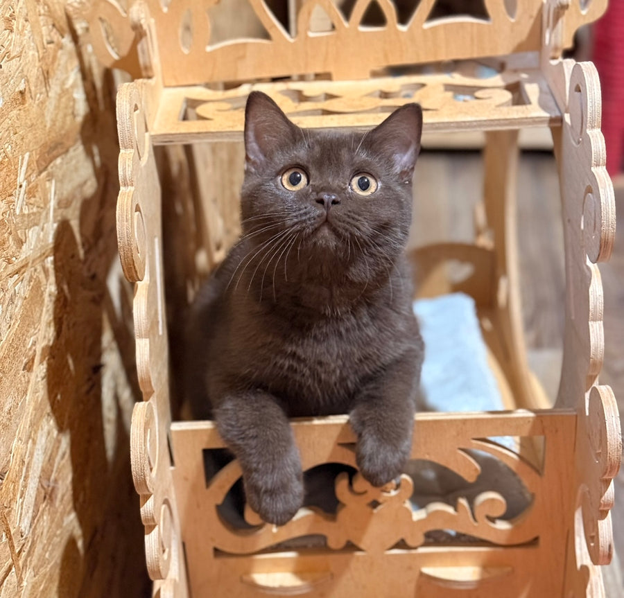 Boniface British Shorthair male, chocolate