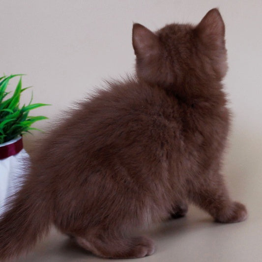Vatson Scottish Fold male, cinnamon