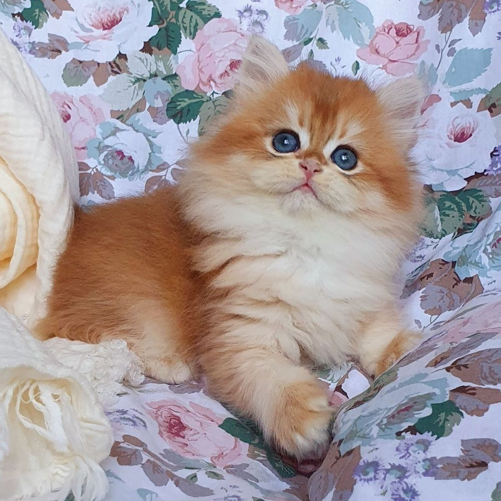 Anita British Longhair female, black golden chinchilla