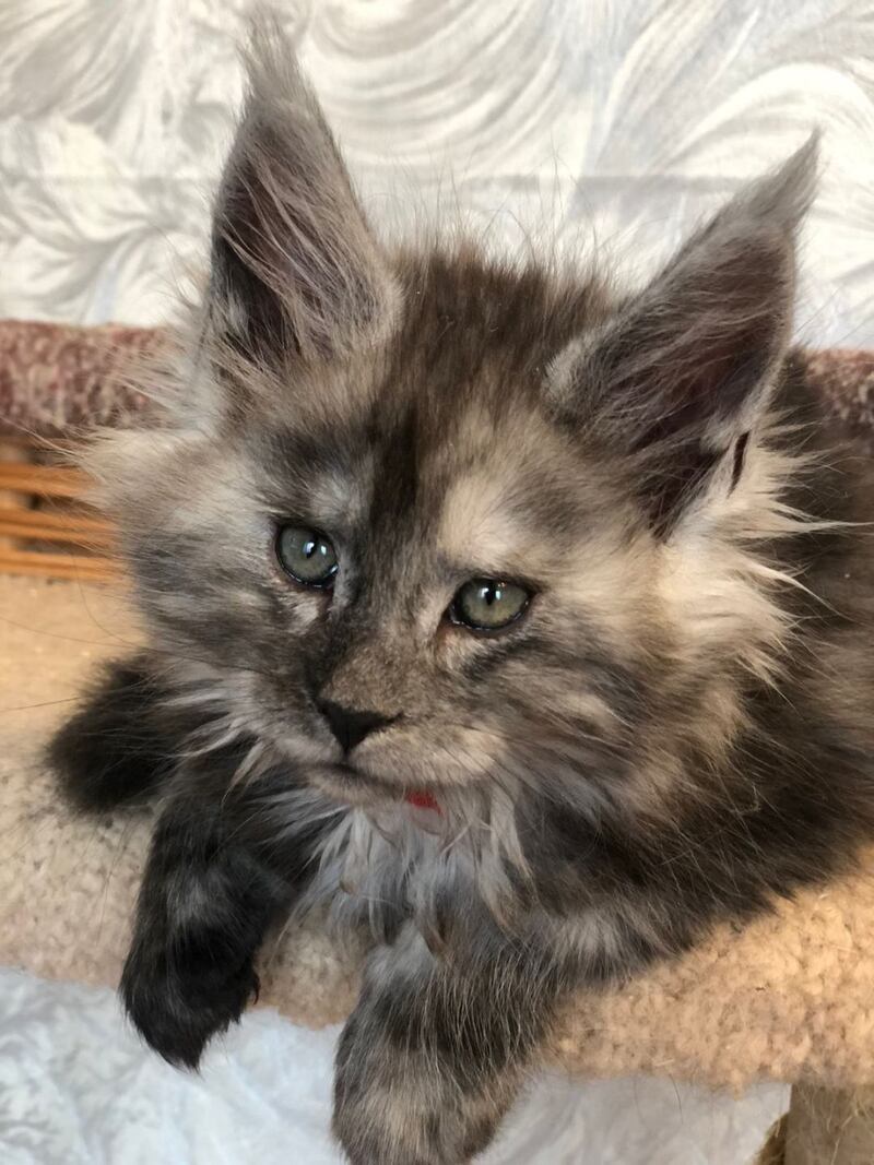 Randevu Maine Coon female black silver - live animals