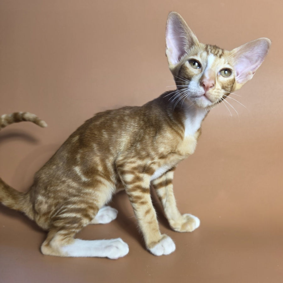 Xylan Oriental Shorthair male, red tabby mitted