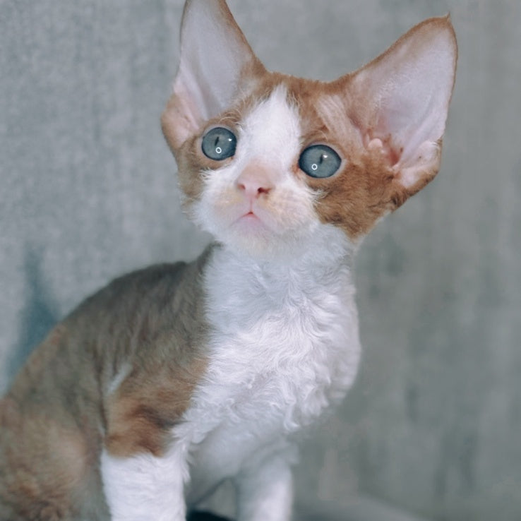 Mars Devon Rex male, cinnamon bicolour