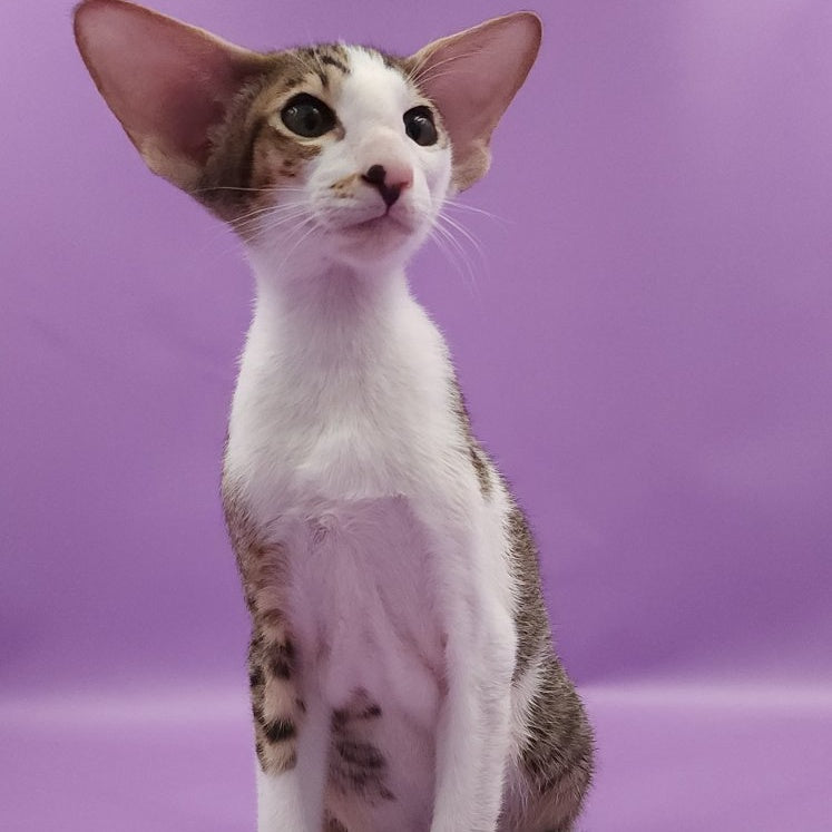Winston Oriental Shorthair male, chocolate spotted tabby bicolour