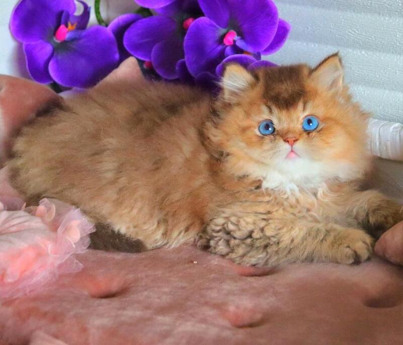 Billi British Longhair male chocolate golden ticked tabby - live animals
