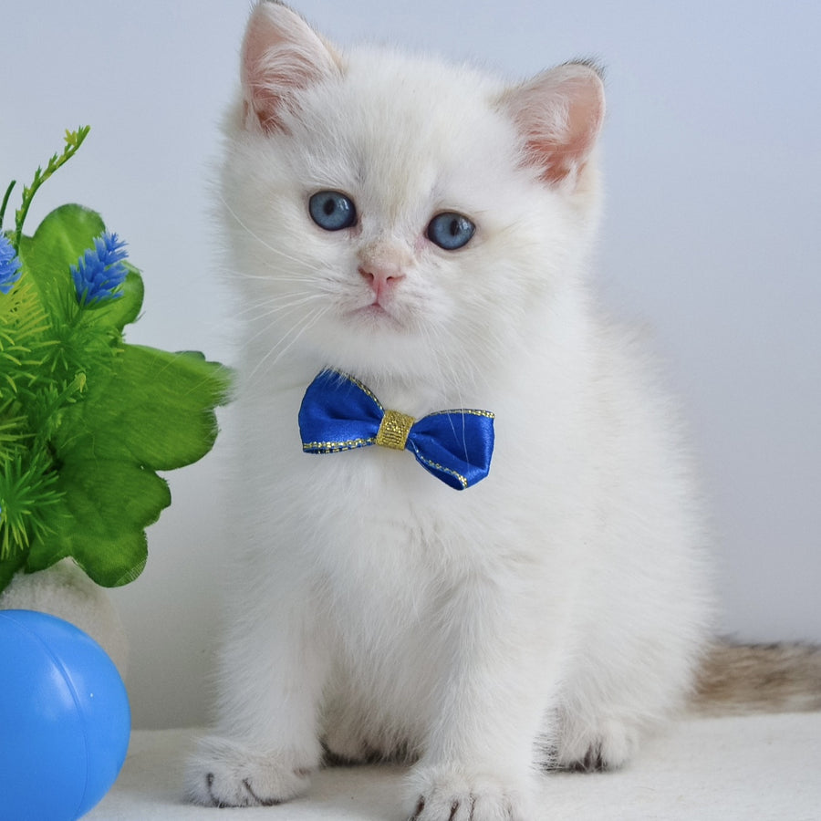 Ilan British Shorthair male, black golden shaded pointed