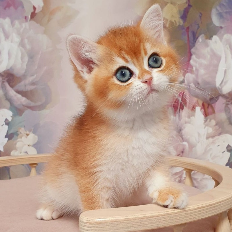 Walter British Shorthair male, black golden chinchilla