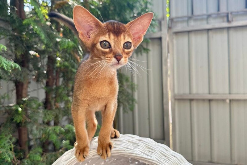 Clint Abyssinian male, black