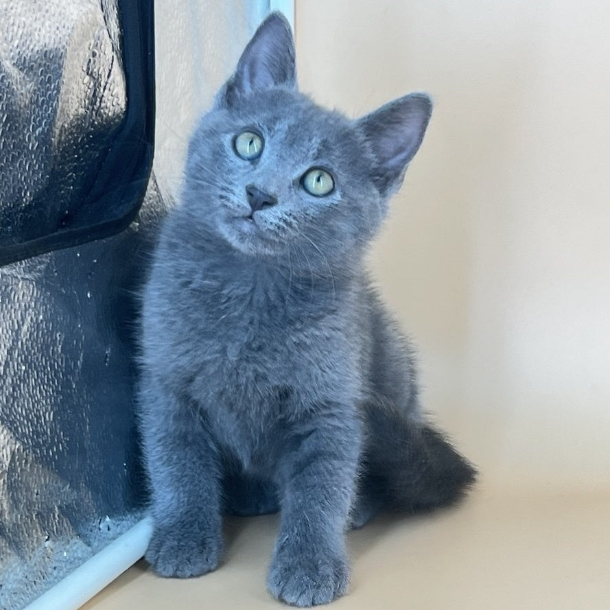 Kris Russian Blue male, blue