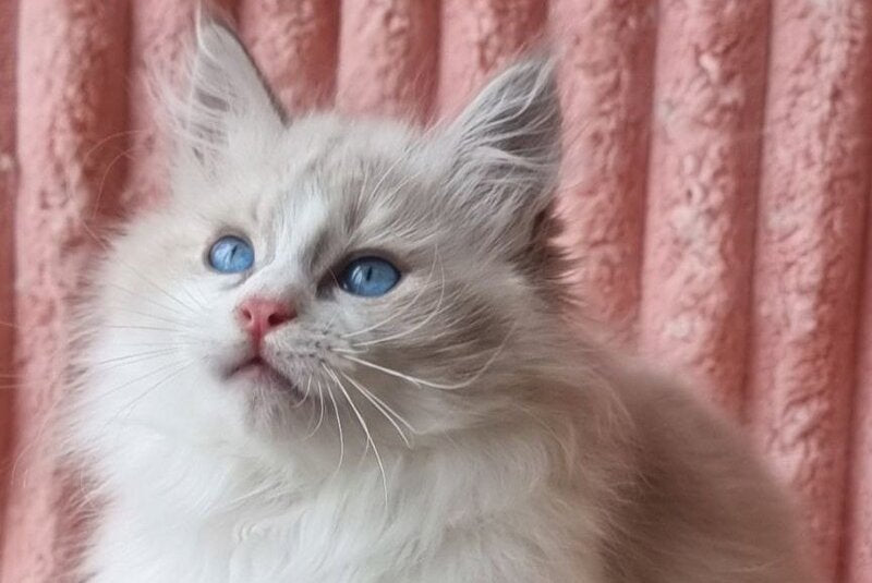 Uliyan Siberian male, blue tabby pointed with white