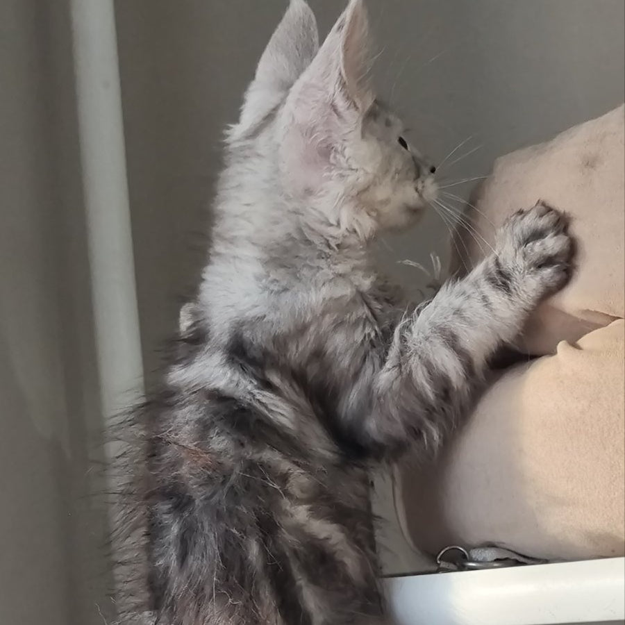 Elisa Maine Coon female, black silver tabby