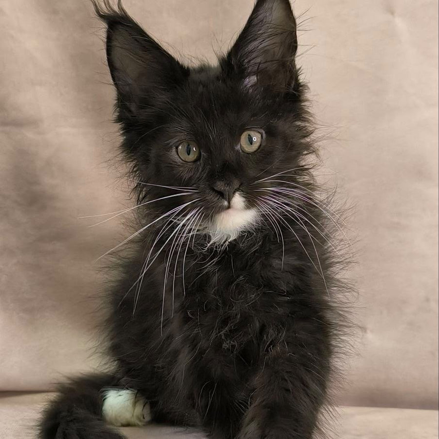 Nandi Maine Coon male, black with white