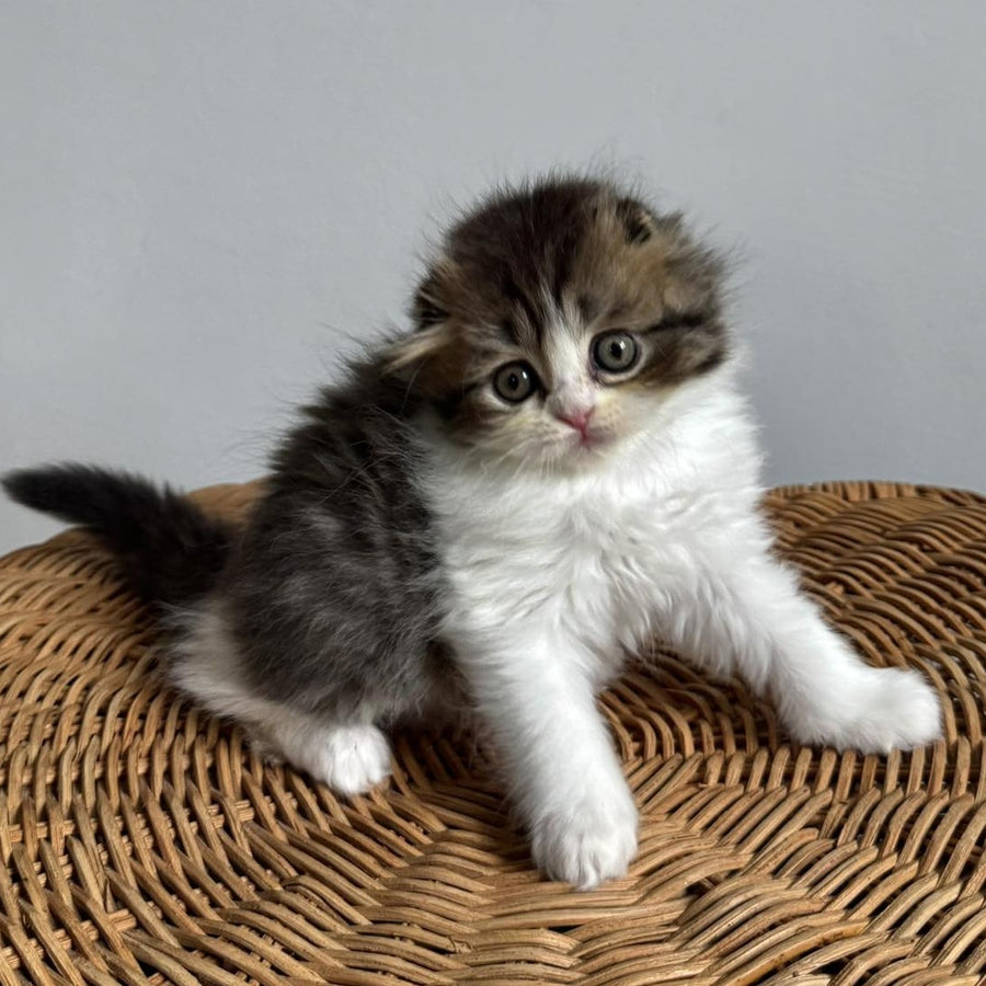 Kash Scottish Fold female, black tabby bicolour