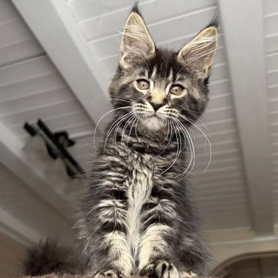Chipper Maine Coon female, black tabby