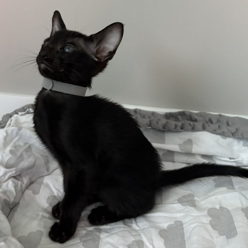 Dallas Oriental Shorthair male, black