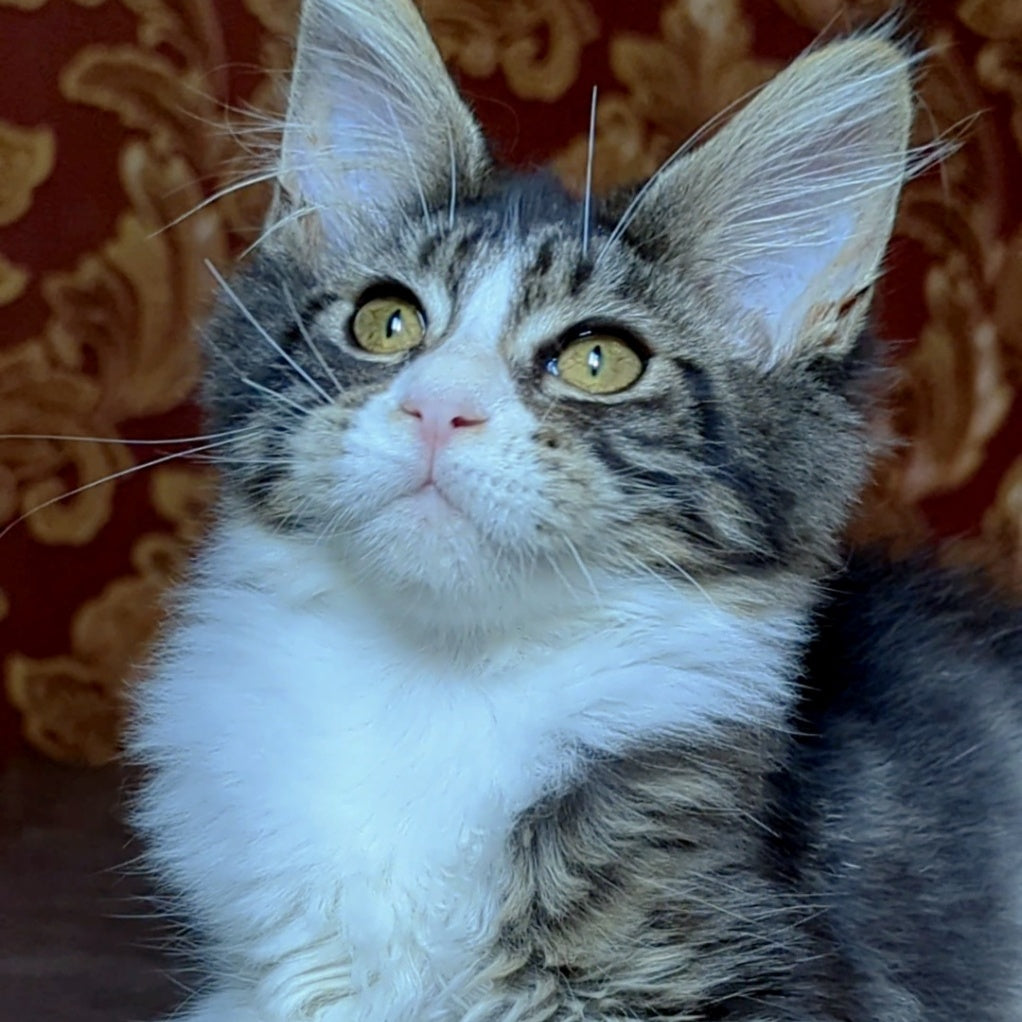 Holika Maine Coon female, black tabby with white