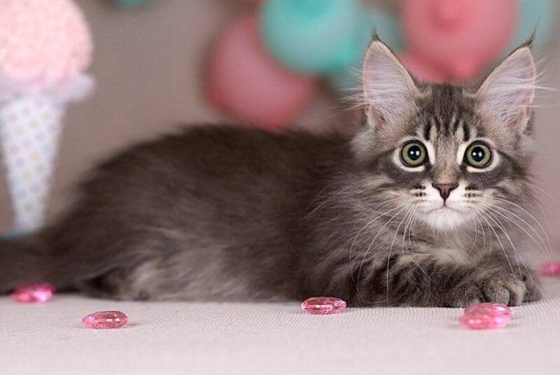 Fellix Siberian male, blue with white spotted tabby
