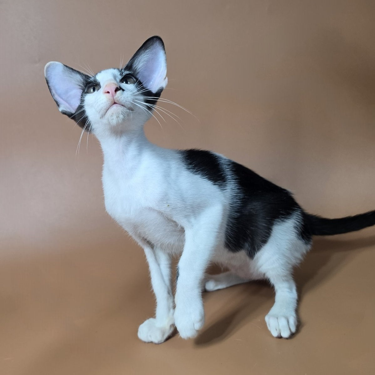 Asher Oriental Shorthair male, black bicolour