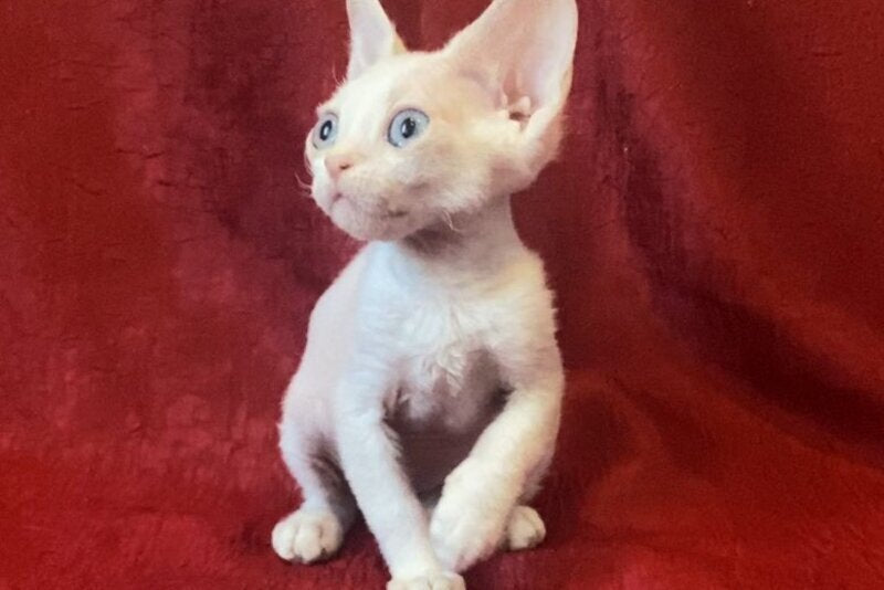 Zeus Devon Rex male, white