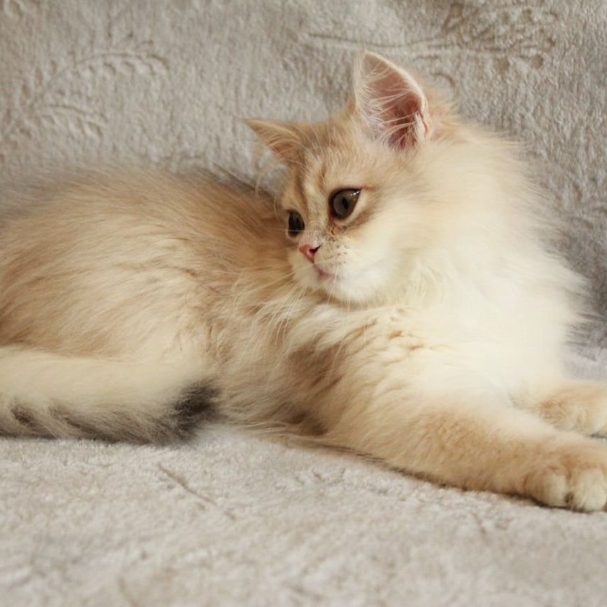 Kaiser British Longhair male, blue golden chinchilla