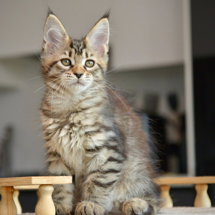 Yathana Maine Coon female, black tabby