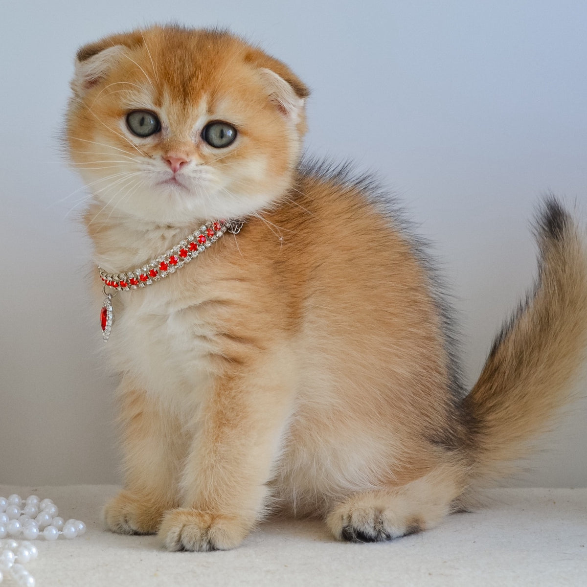Jade Scottish Fold female, black golden shaded