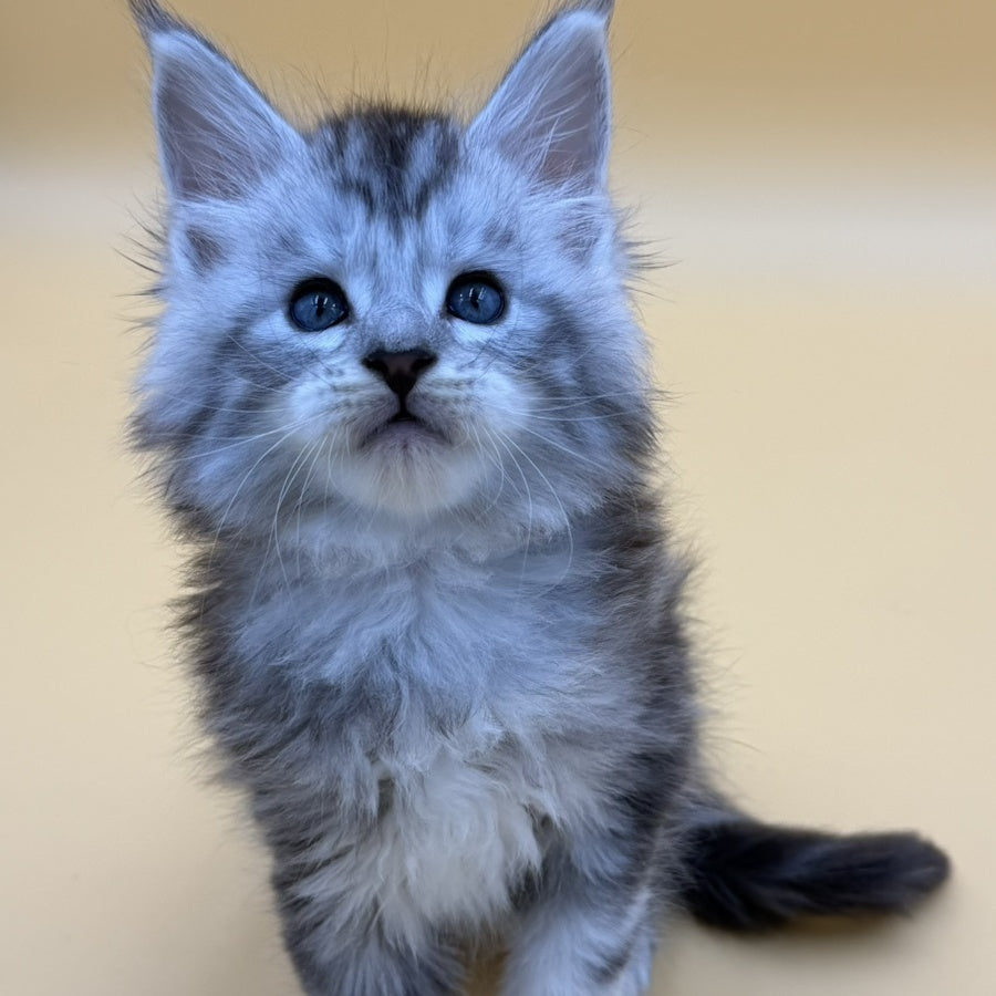 Hammer Maine Coon male, black silver tabby