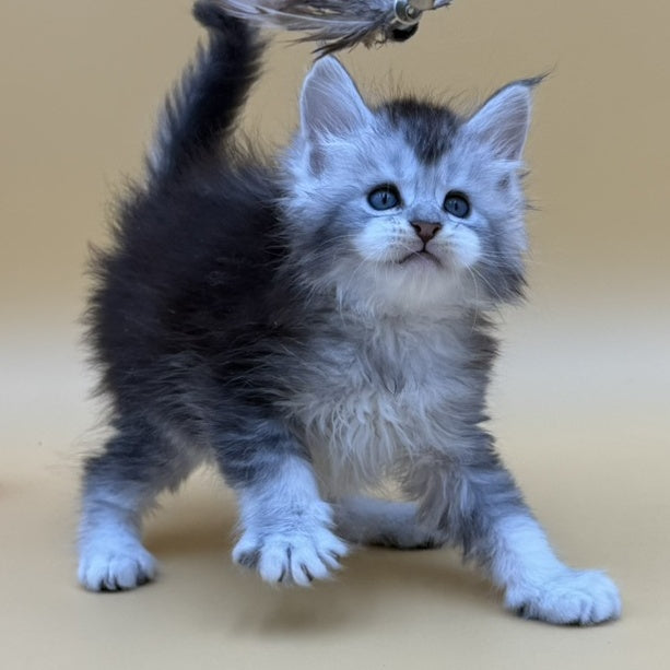 Hofi Maine Coon male, black silver ticked tabby