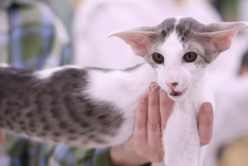 Romeo Oriental Shorthair male, blue bicolour spotted tabby