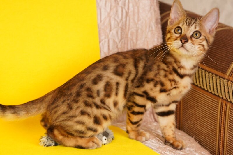 Jaguar Bengal male, black spotted tabby