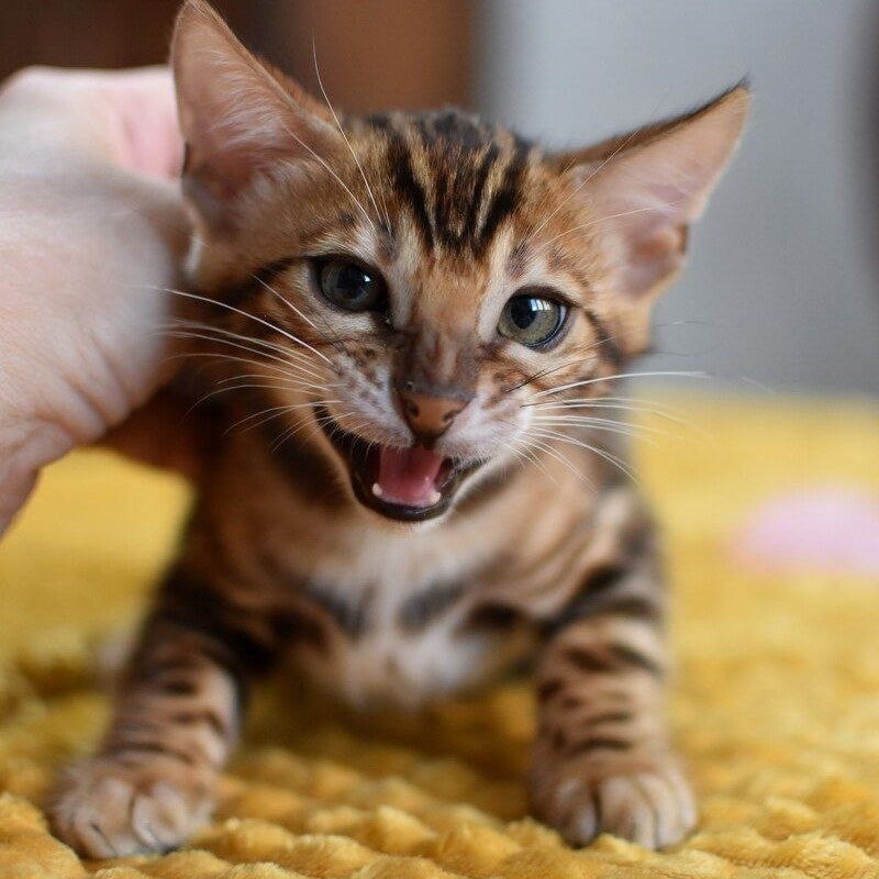 Anthey Bengal male, black spotted tabby
