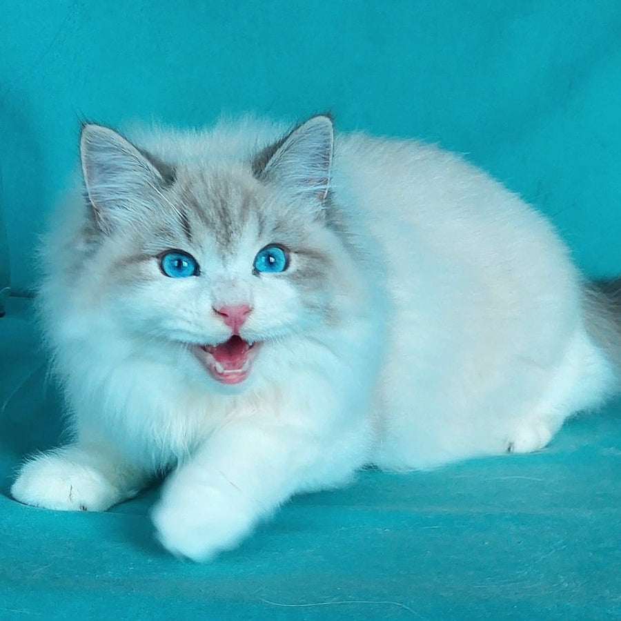 Nummarius Siberian male, blue bicolour tabby pointed