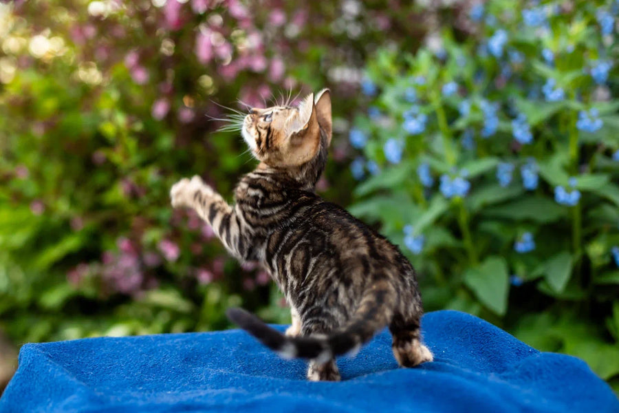 Ulf Bengal male black spotted tabby - live animals