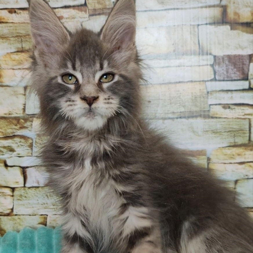 Xana Maine Coon polydactyl 6x6x6x6 female, blue tabby