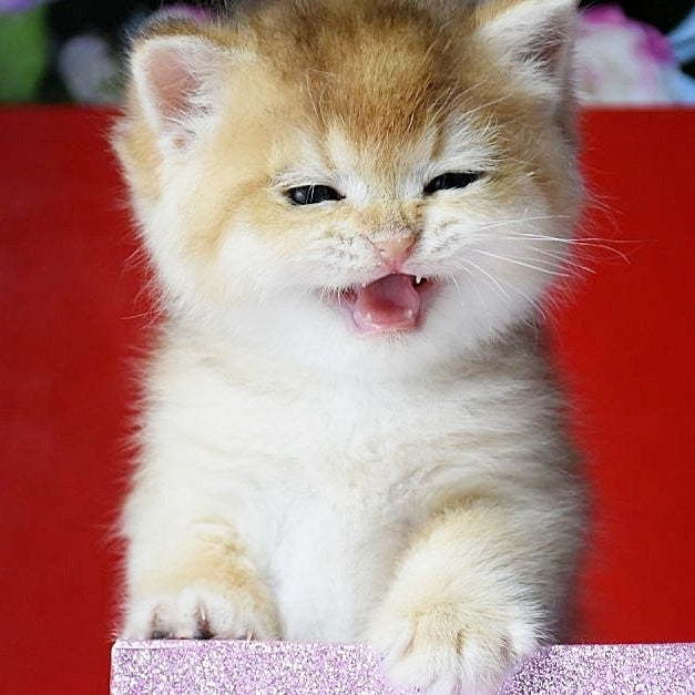 Simba British Shorthair male, black golden chinchilla