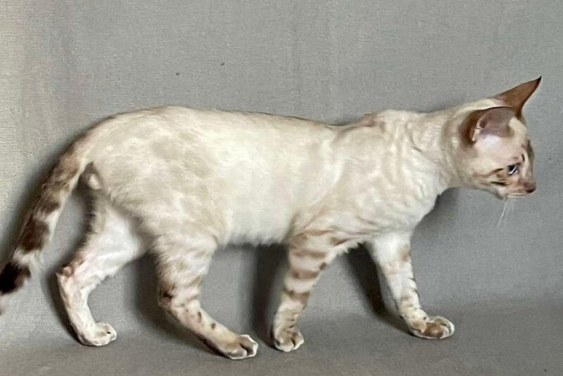 Jinx Bengal male, black spotted tabby pointed