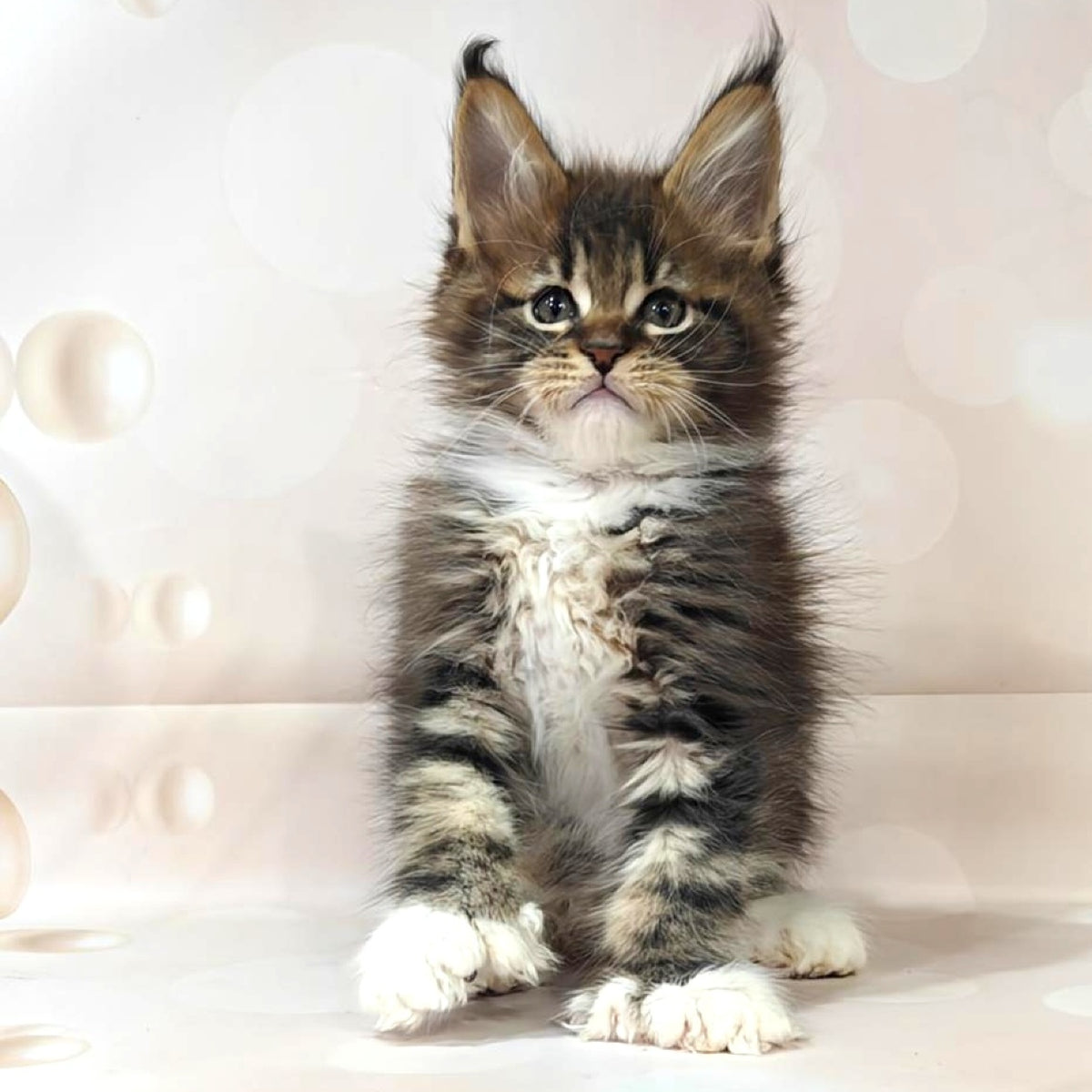 Sheriff Maine Coon polydactyl 6x6x6x6 male, black tabby with white