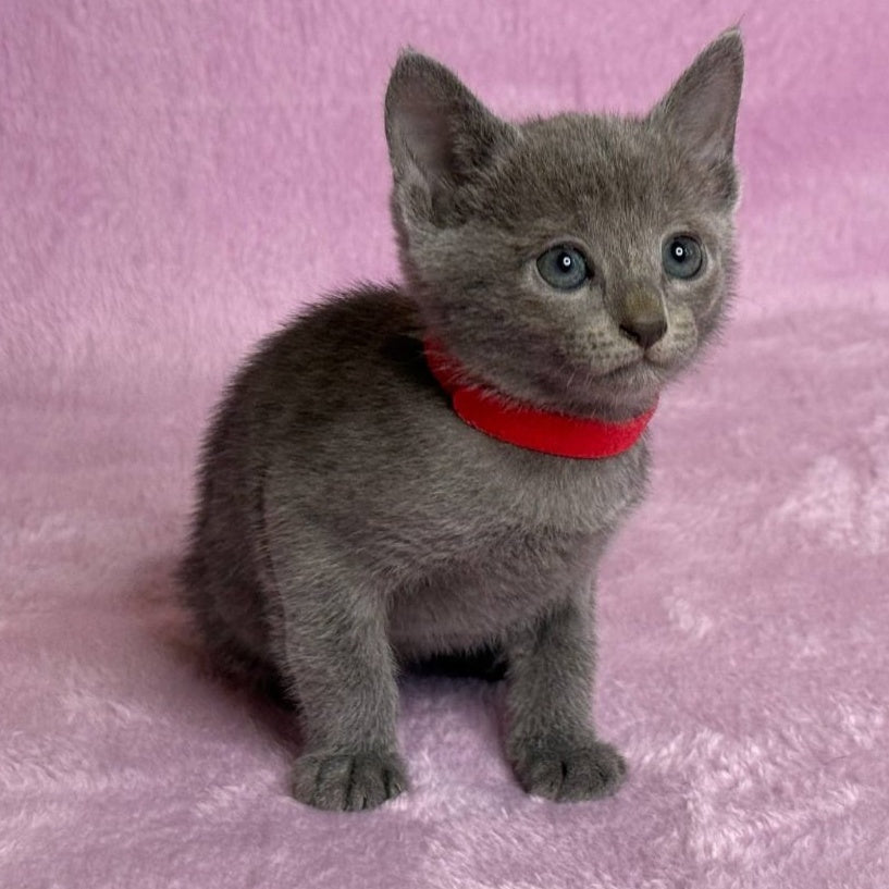 Laid Russian Blue male, blue