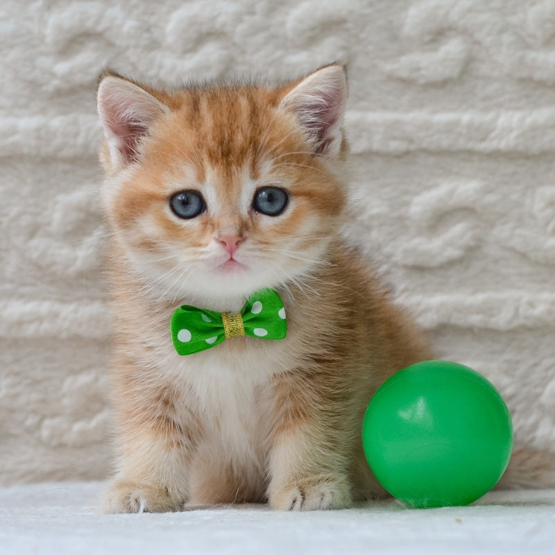 Chester British Shorthair male black golden ticked tabby - live animals