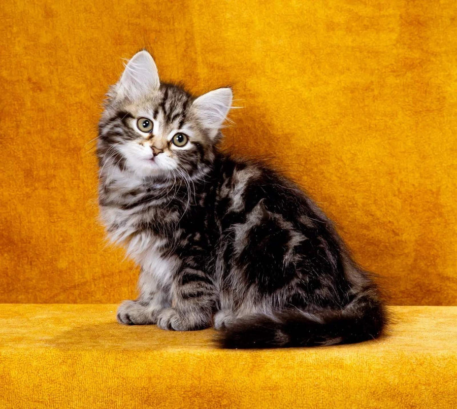 Kira Siberian female, black tabby
