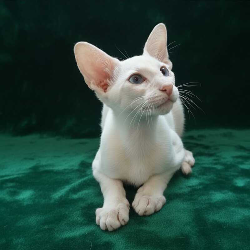 Elton Siamese male, cream tabby