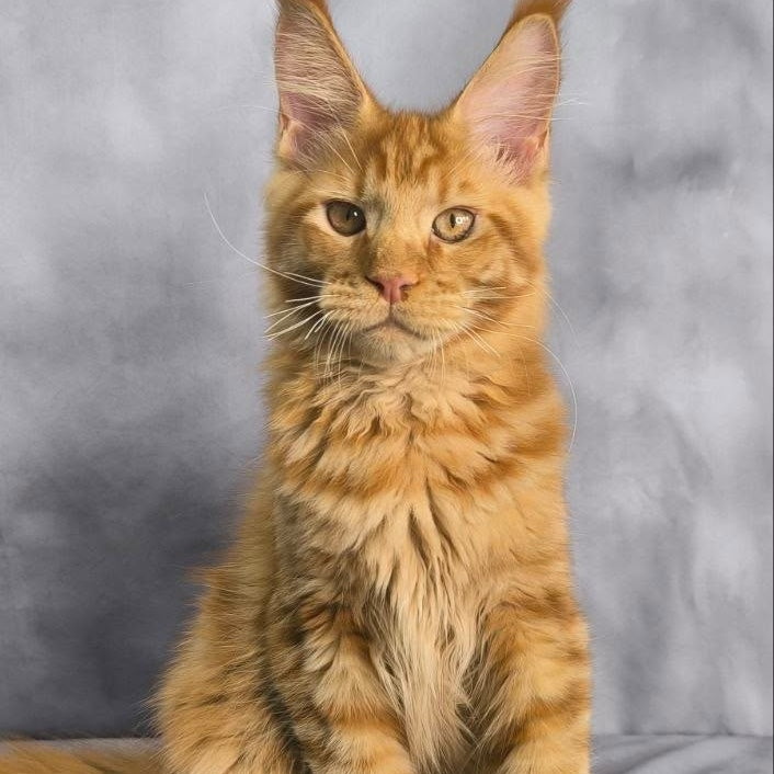Hermes Maine Coon male, red