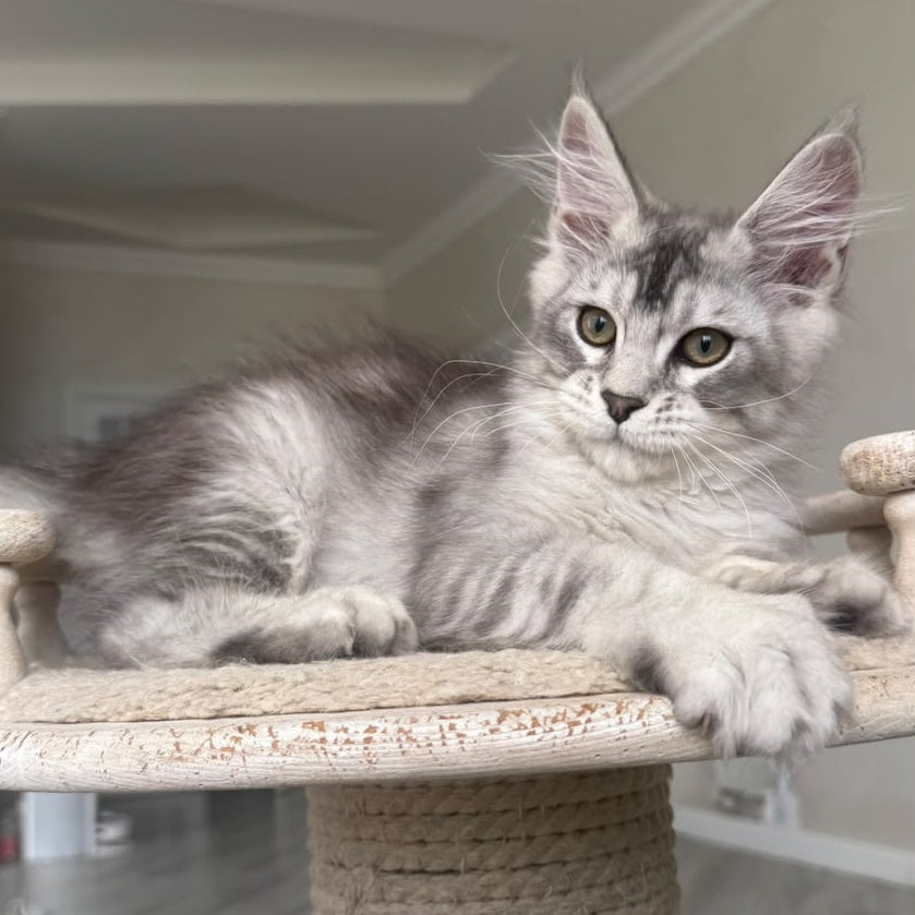 Pegasus Maine Coon male, black silver tabby