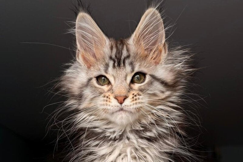 Avrora Maine Coon female black tabby - live animals